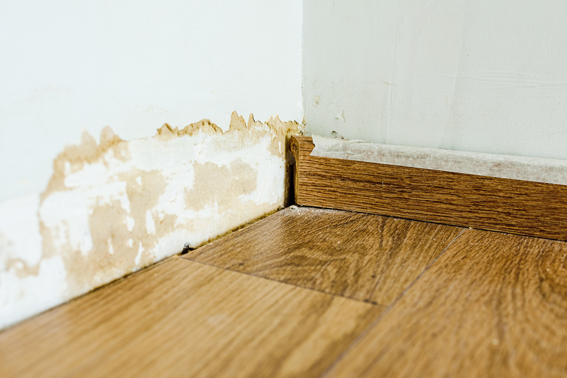 Mold inspection with infrared and moisture detection tools